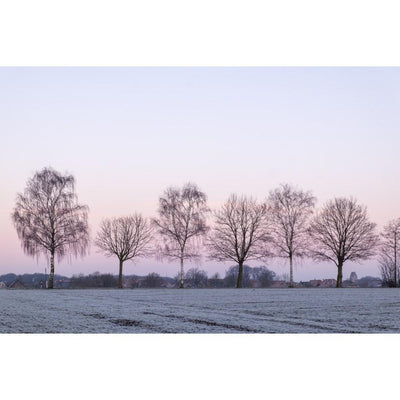 TREES AT DUSK By Canvas Candy - Devos Furniture Inc.